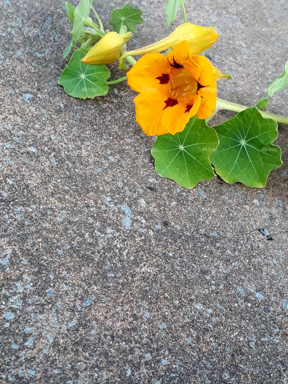 nasturtium