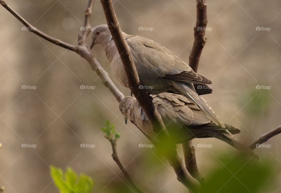 Birds perching on branch