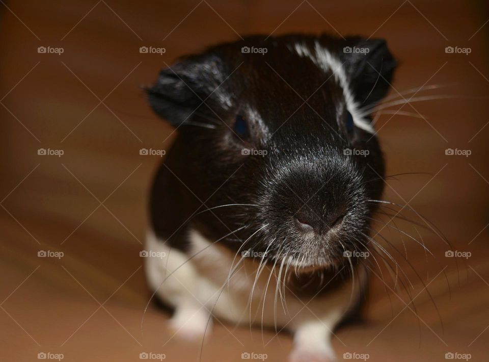 Guinea pig pet close up beautiful portrait