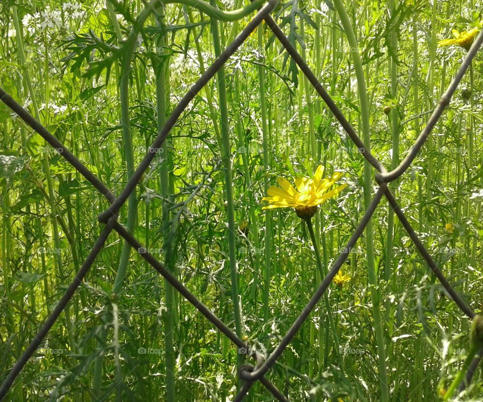 Imprisoned beauty oh my god OMG