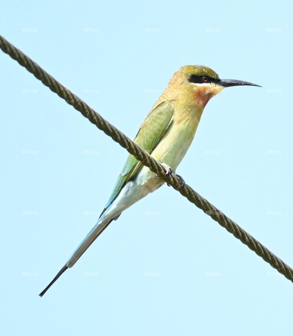 Green Bee eater