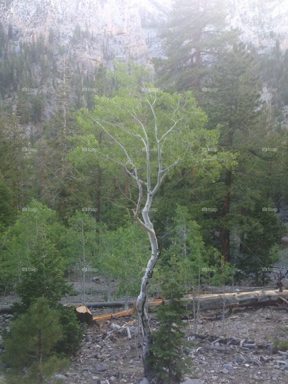 Crooked tree
