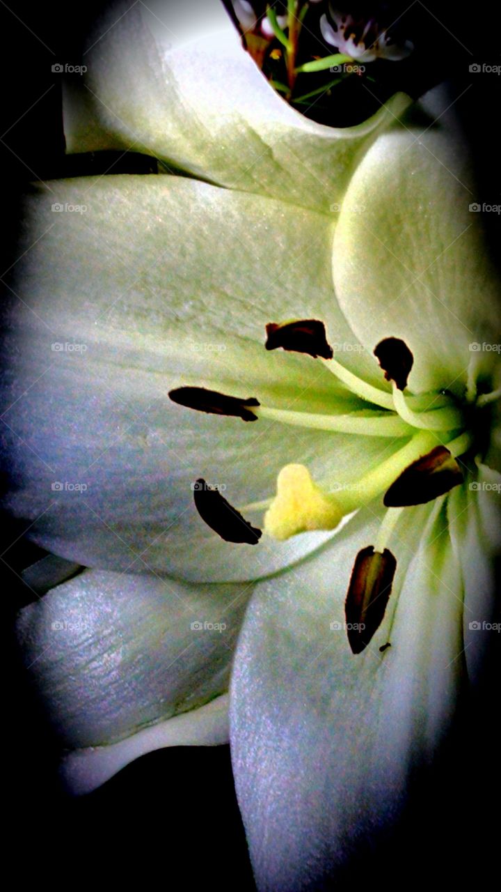 framed lily