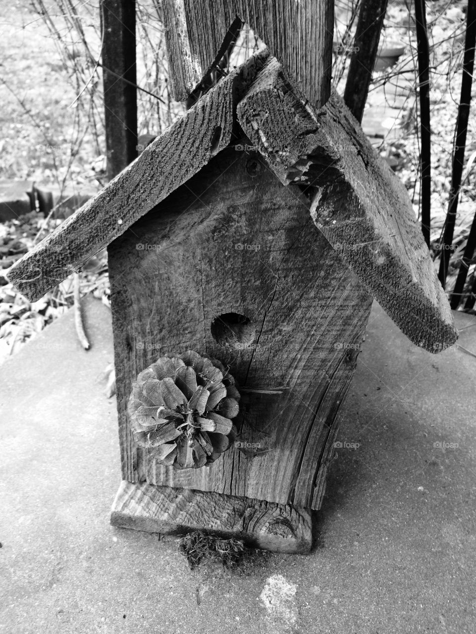 Bird House 