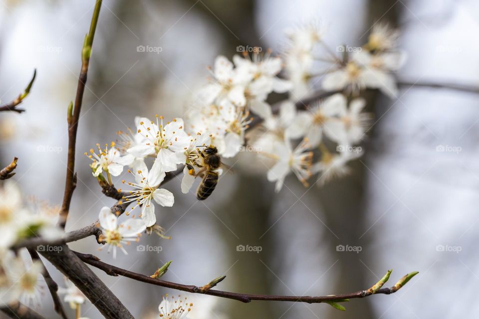 a portrait of the first bee I saw this hear collecting pollen from a white blossom flower.