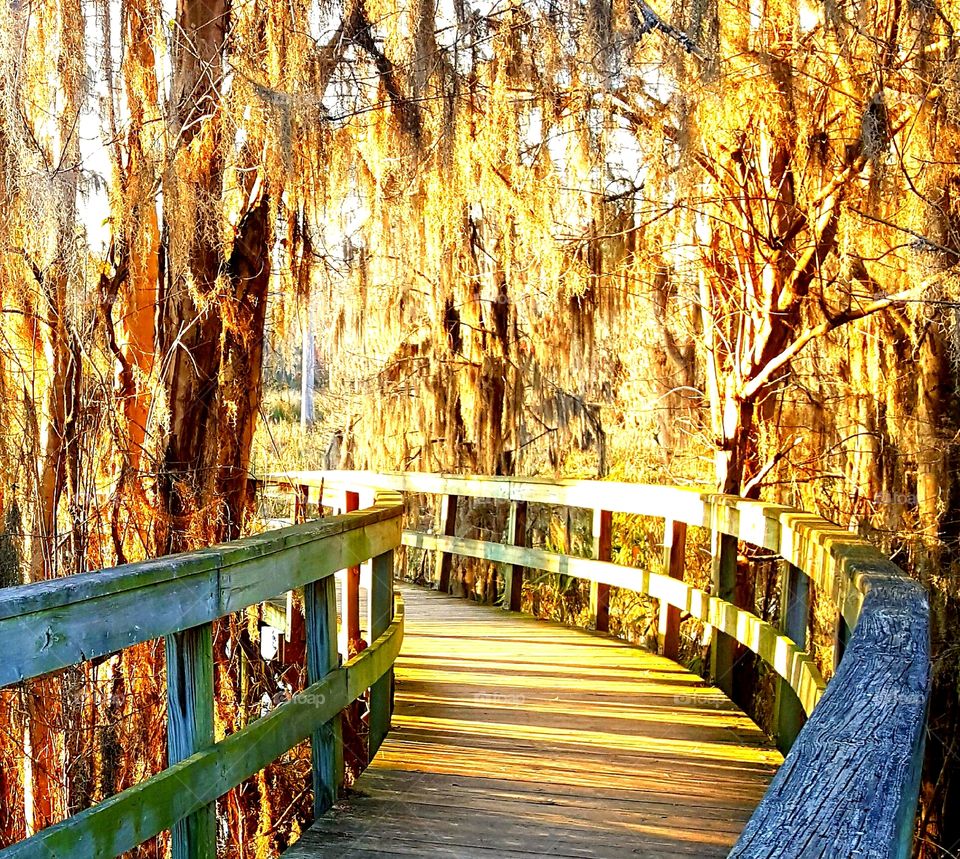 Walk through Gold
Sundown at Phinisy Swamp, Georgia 
The Spanish Moss illuminated by the golden sunshine