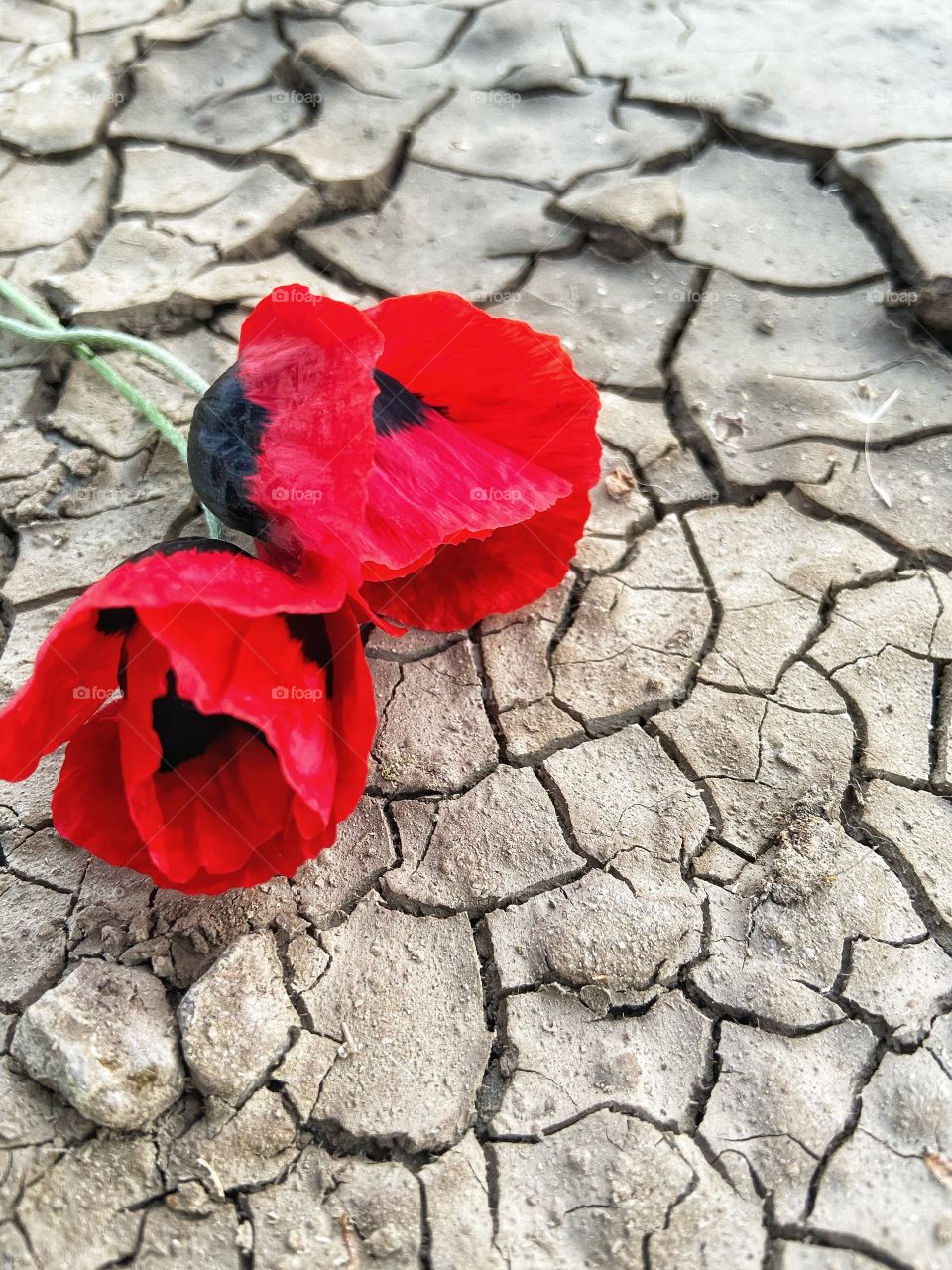 Poppy flower