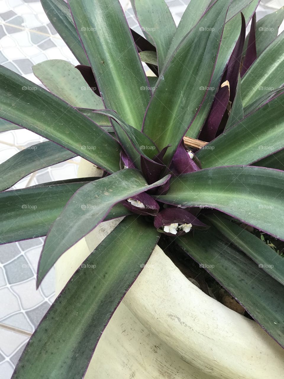 Plant in my house