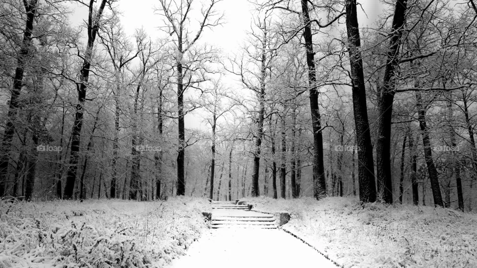 snow