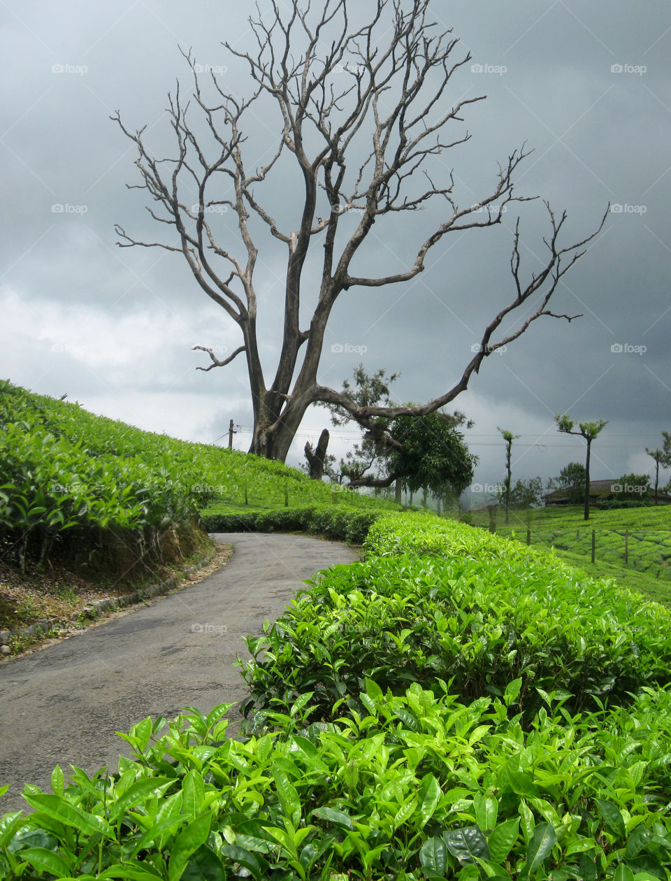 beauty of tea plantation