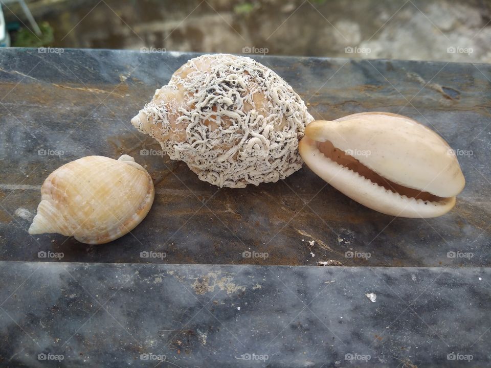 Close-up of seashells