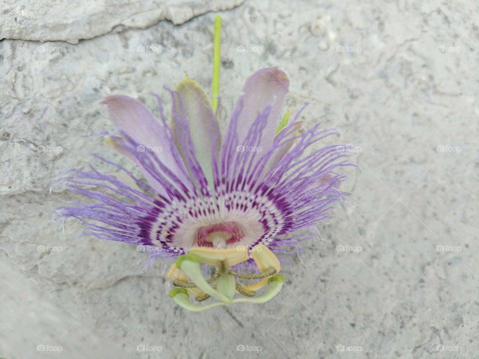 passion flower on rock