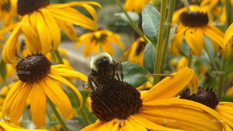 Nature, No Person, Flower, Insect, Bee
