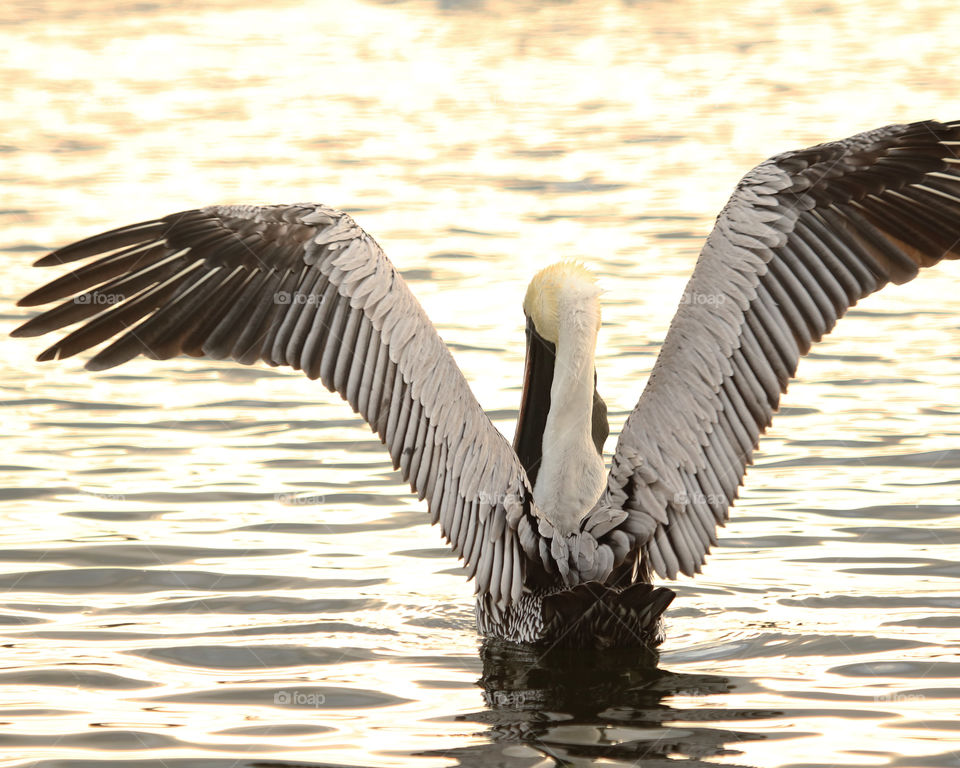 Pelican in water wings spread