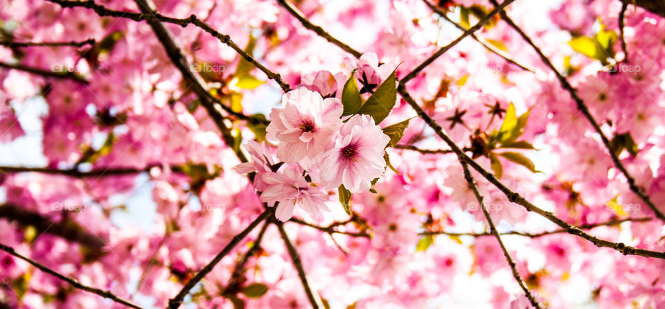 cherry blossom three