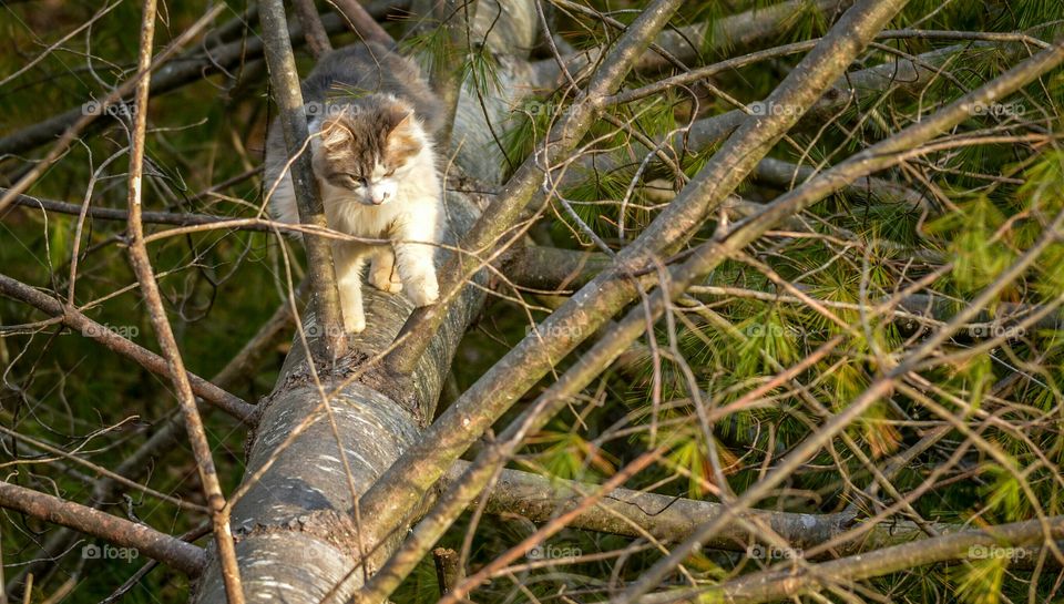 Gray and White Cat in Downed Pine Tree. Cat climbing and exploring in downed Pine Tree