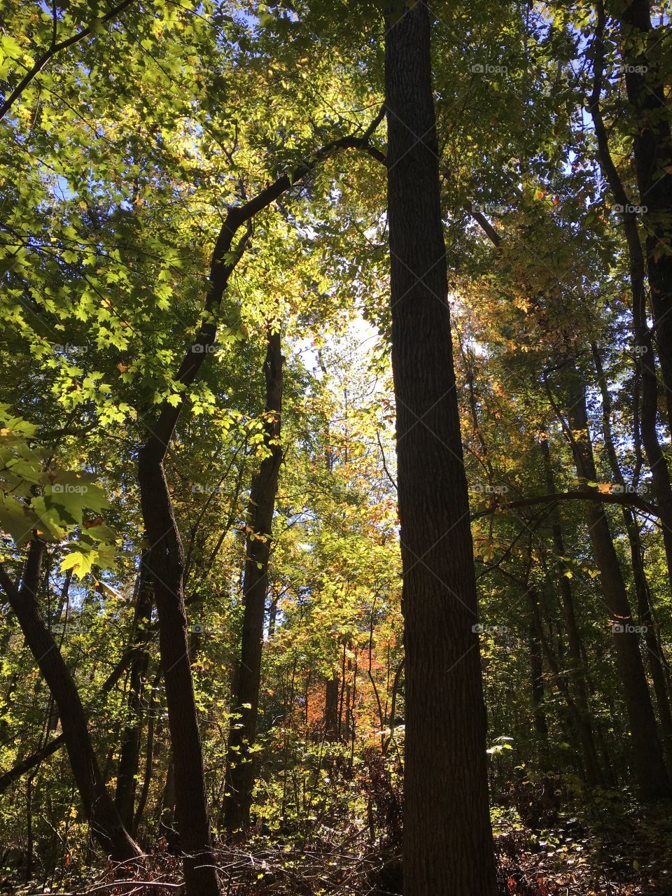 Hiking the High Ridge Trail at Historic Yates Mill