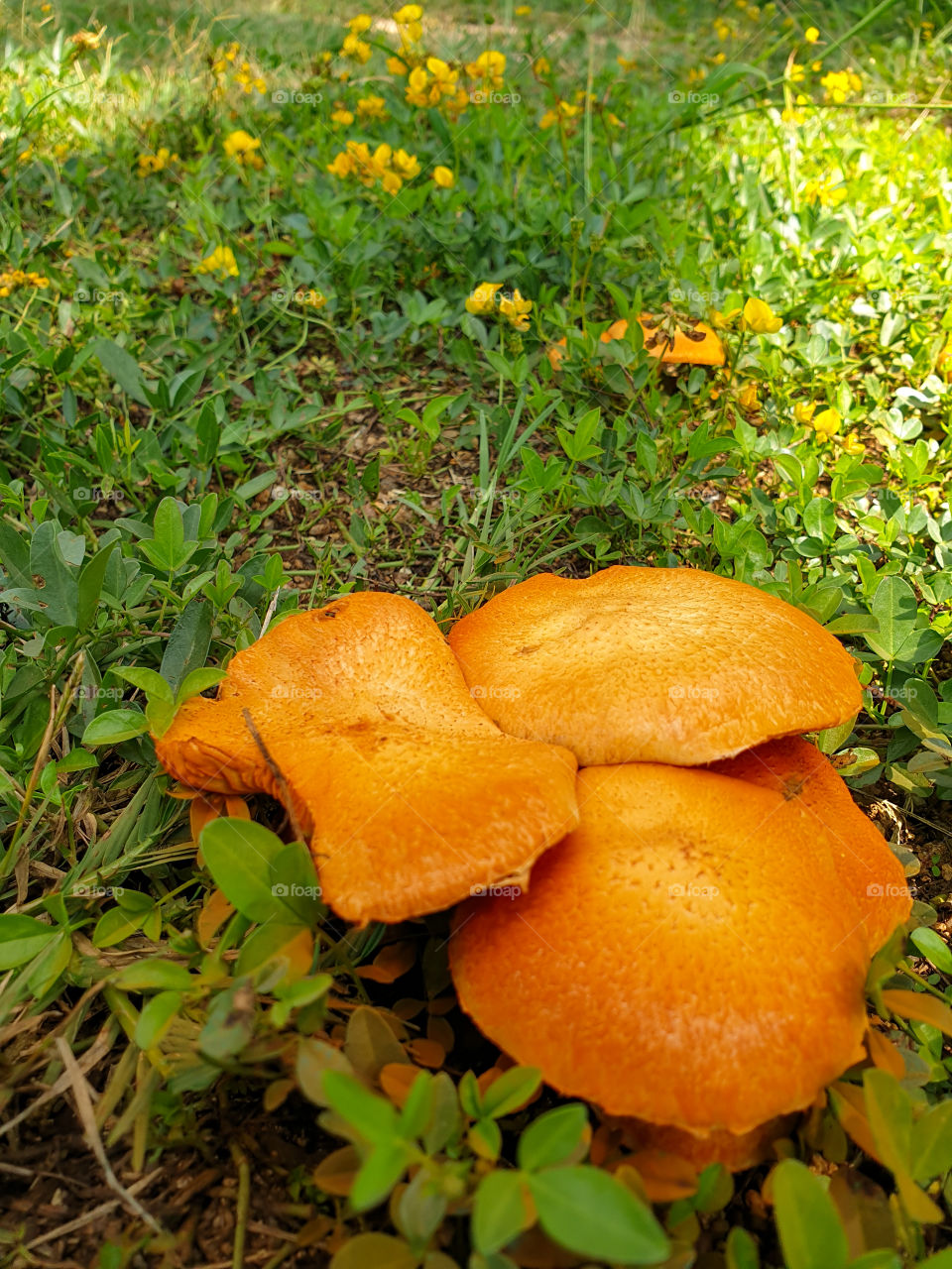 orange mushrooms