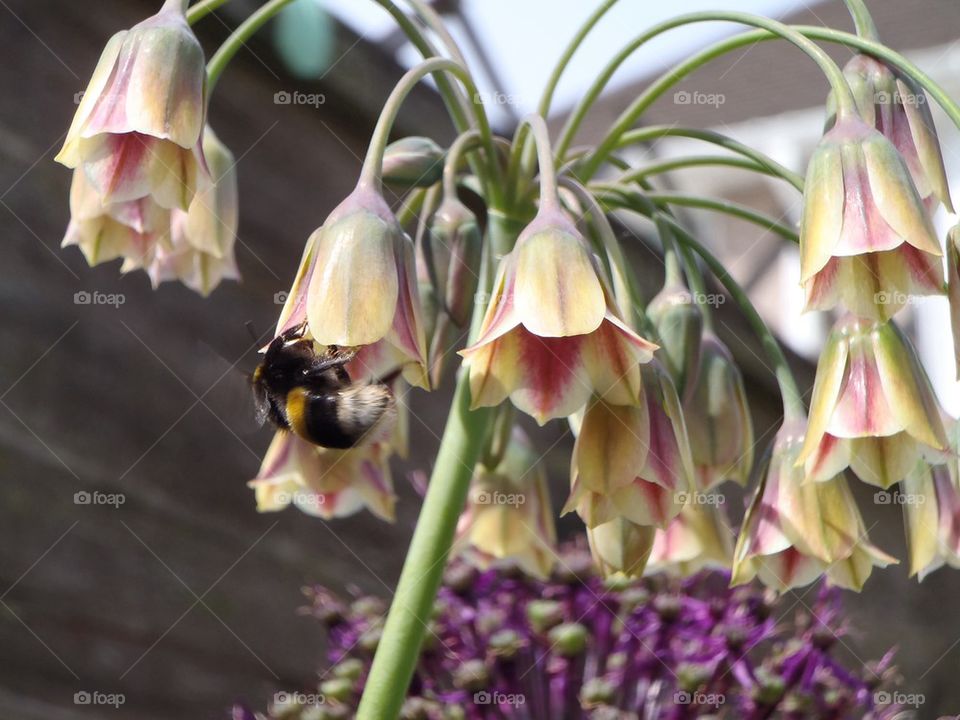 Bees in my garden r welcome! 
