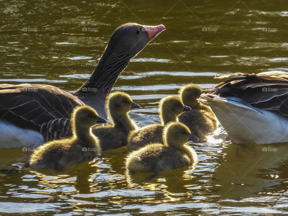 Geese family 