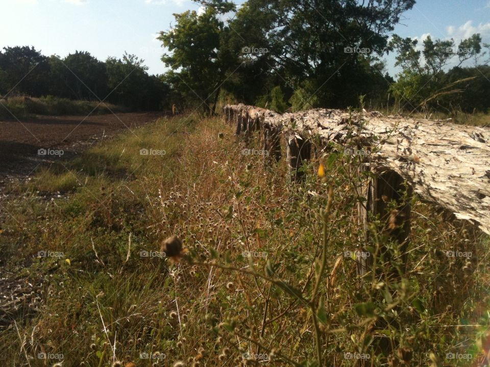 A fence in time. An old wooden fence with overgrown wildflowers next to a walking trail