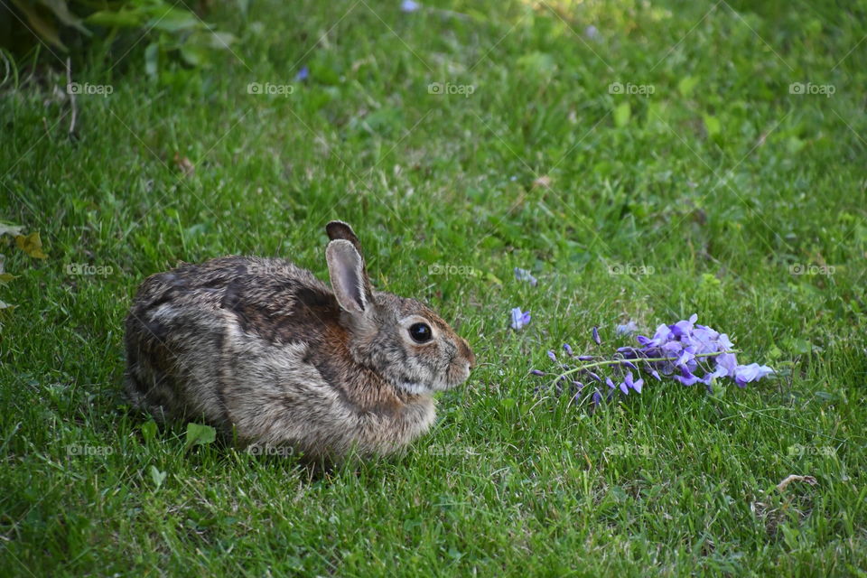 bunny in grass by purple