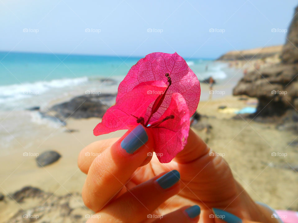 a flower picked un a paradise beach on fuerteventura