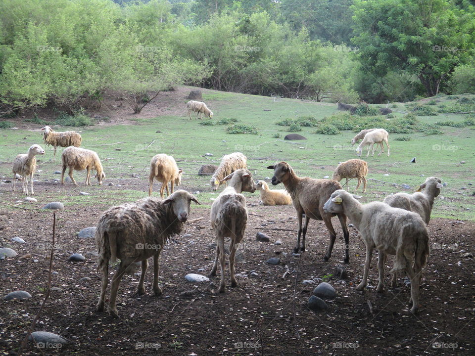 sheep yard