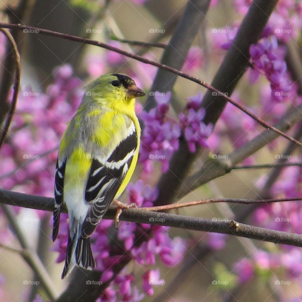 Goldfinch sitting in a Redbud tree.