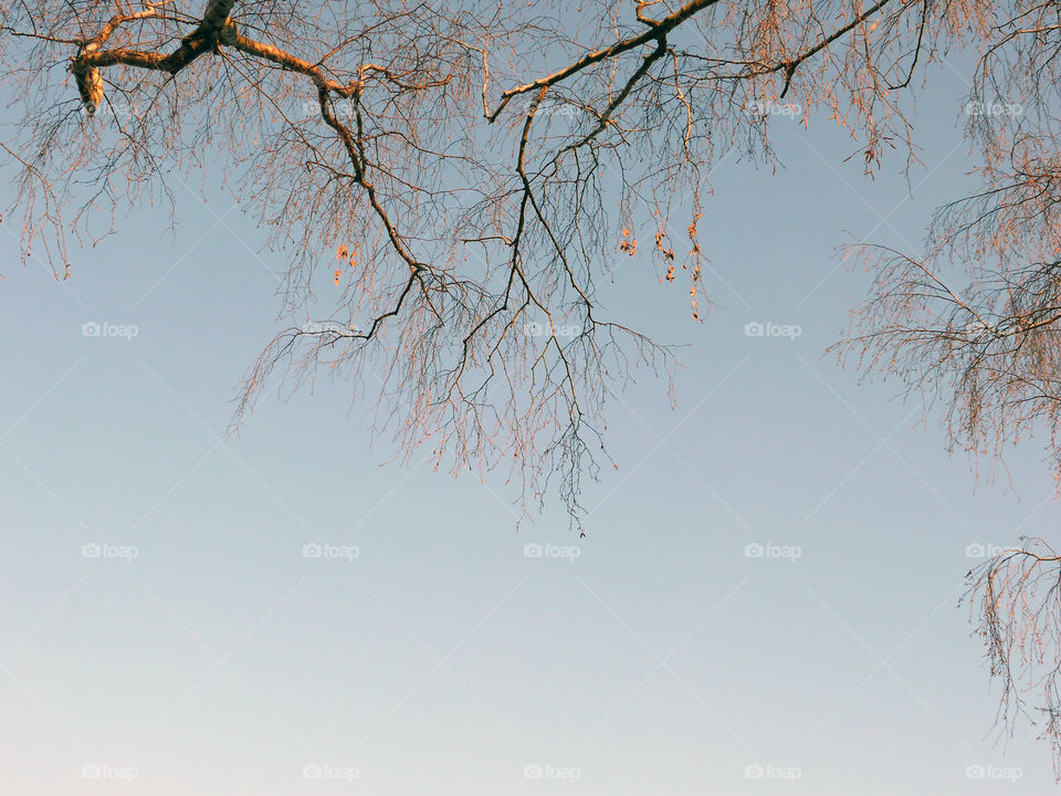 Low angle view of bare trees against clear sky.