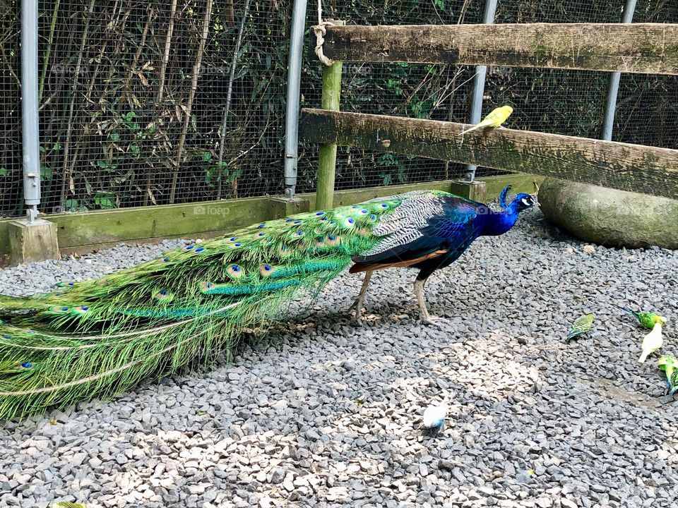 Lovely peacock -at the Nova Zoo 🌿🦚  