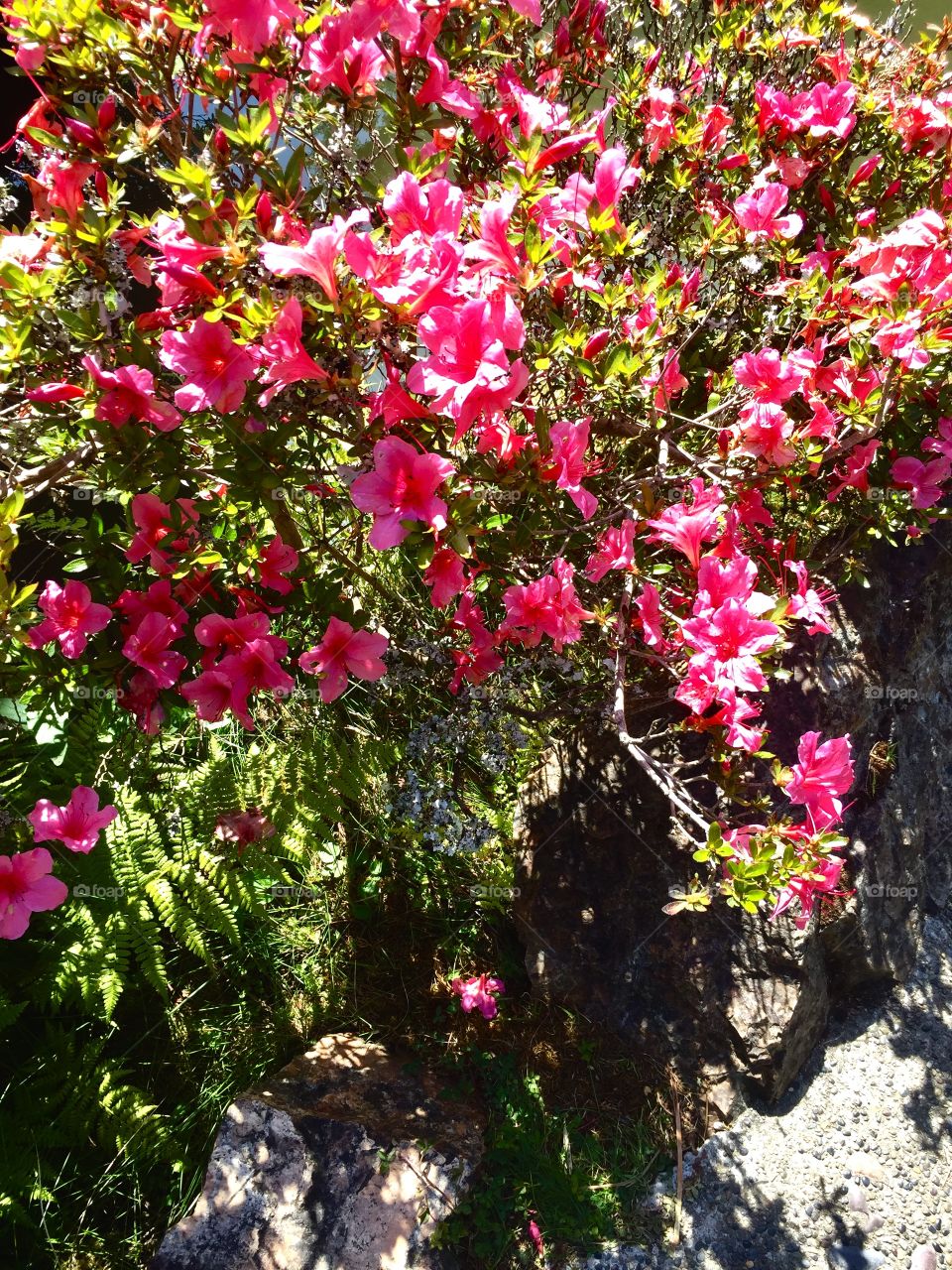 Pink flowers bloom on a bush