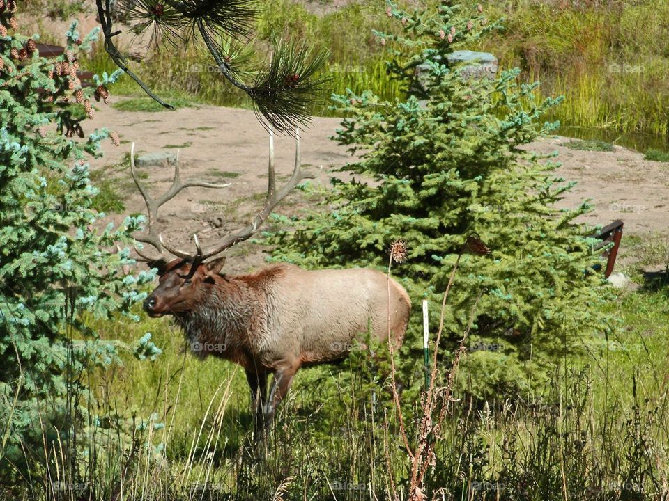 Male elk outside Estes Park, CO.