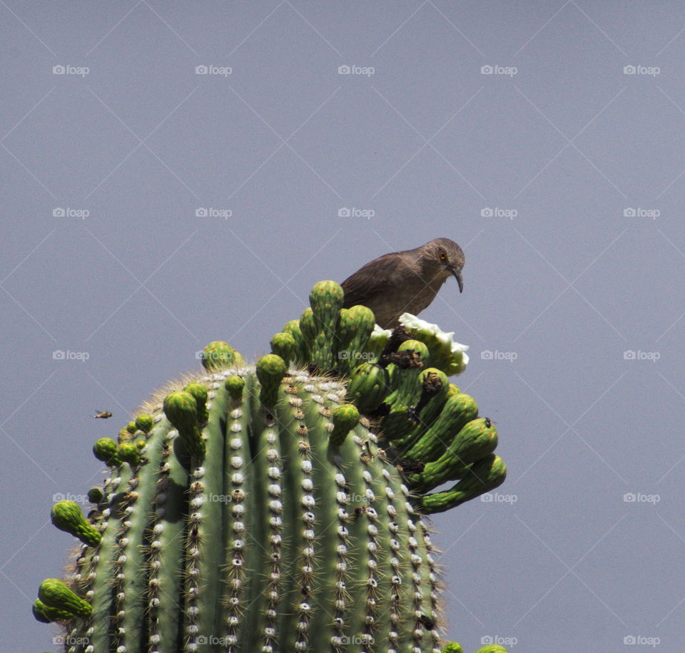 saquaro cactus arizona Tucson mt lemmon scenic Hwy Sonora bird