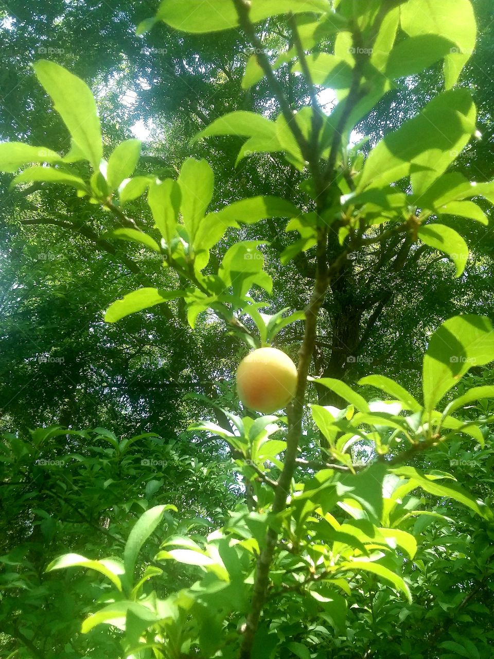 Dwarf Plums are popping! Squirrels stay away...please