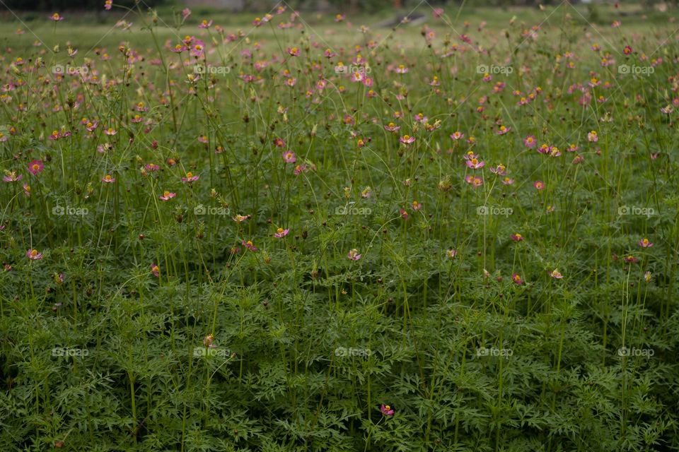 Little pink flower at the park