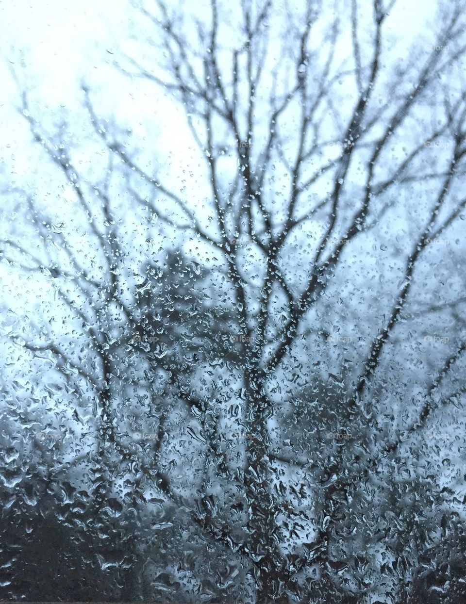 Bare trees seen through wet window