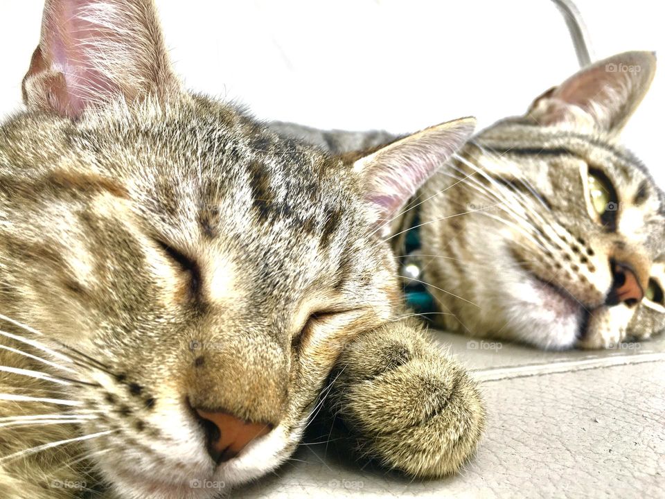 The thinking and dreaming cat