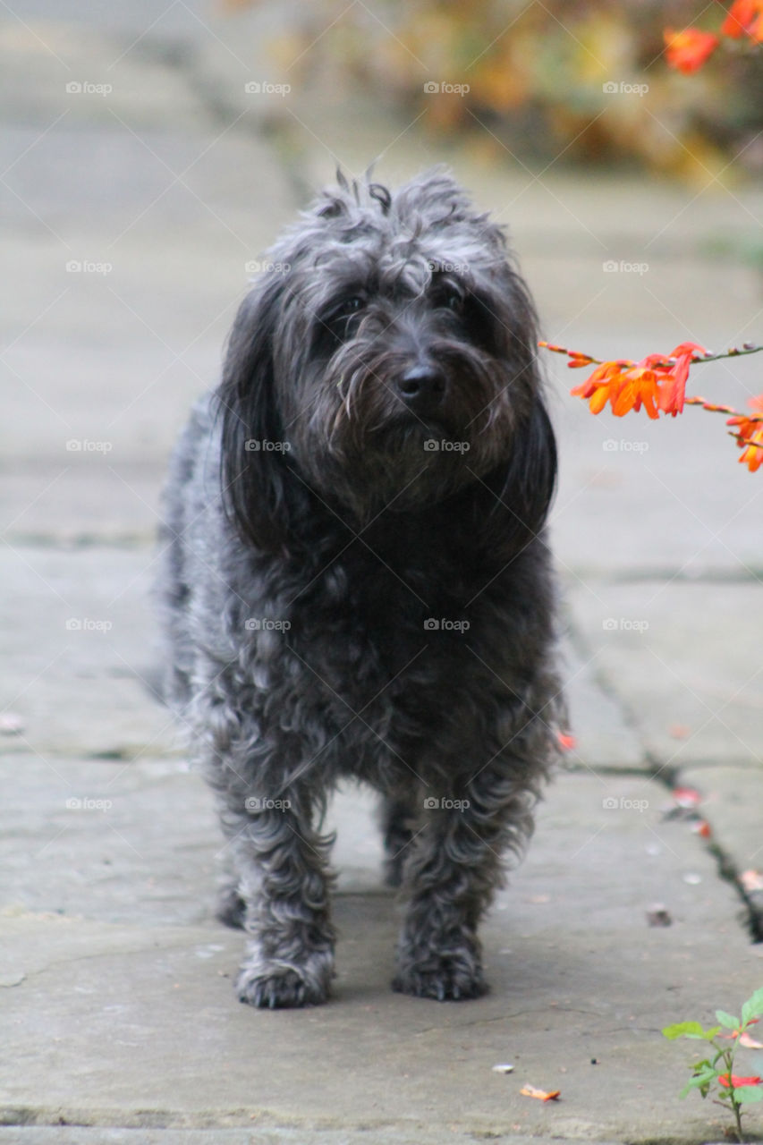 flower black orange dog by Fotofleeby