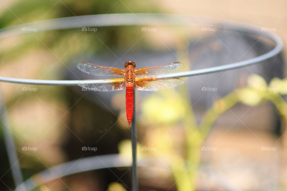 Dragonfly