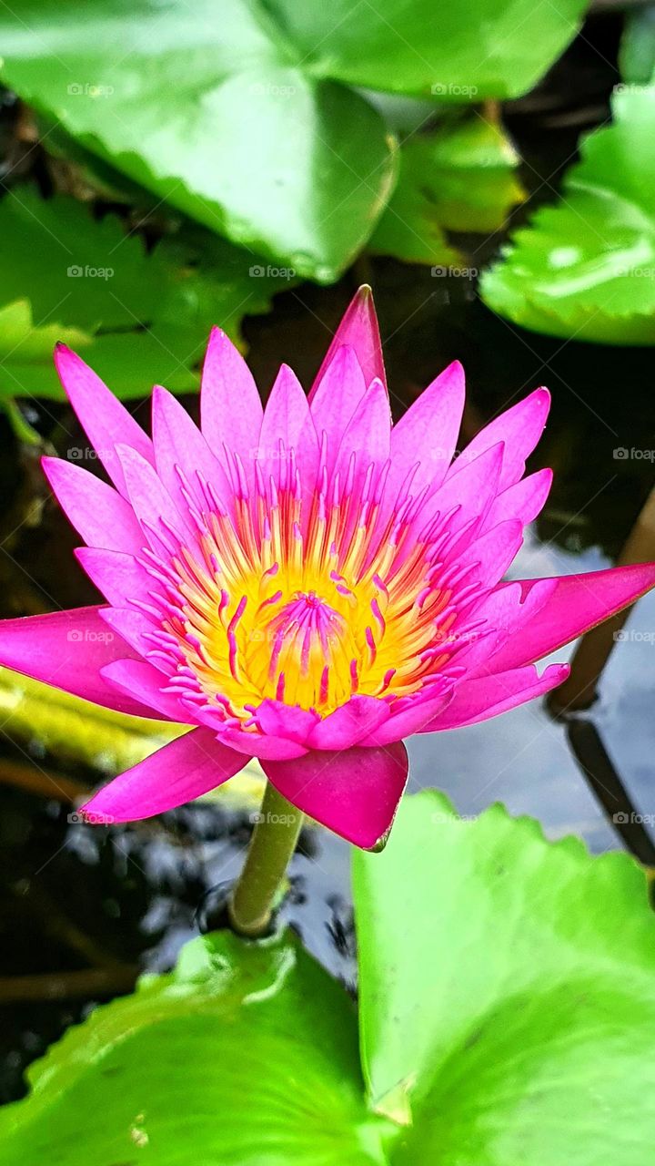 Lotus flower