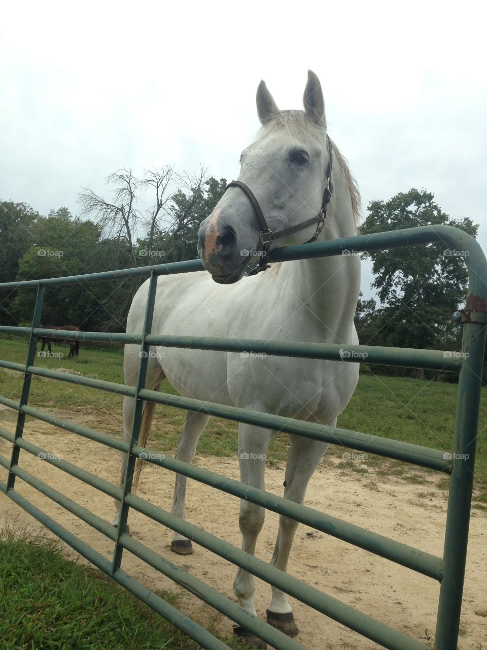 Lyrik, a thoroughbred gelding watching the activity in the barn over the gate to his pasture.