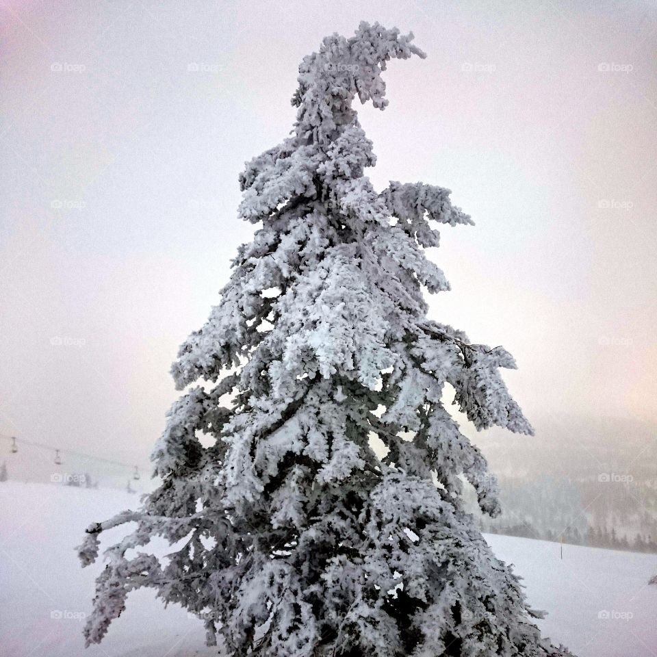 Snow covered fir. Fir-tree covered with hard frozen snow