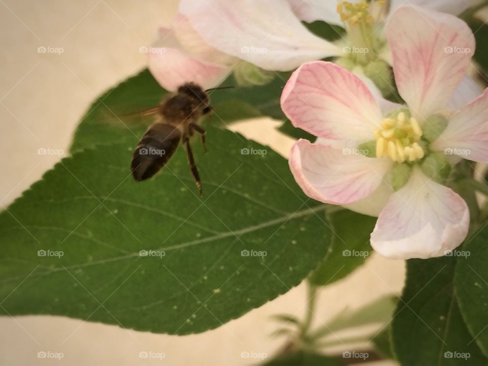 bee going to the flower. bee heading toward a flowr 