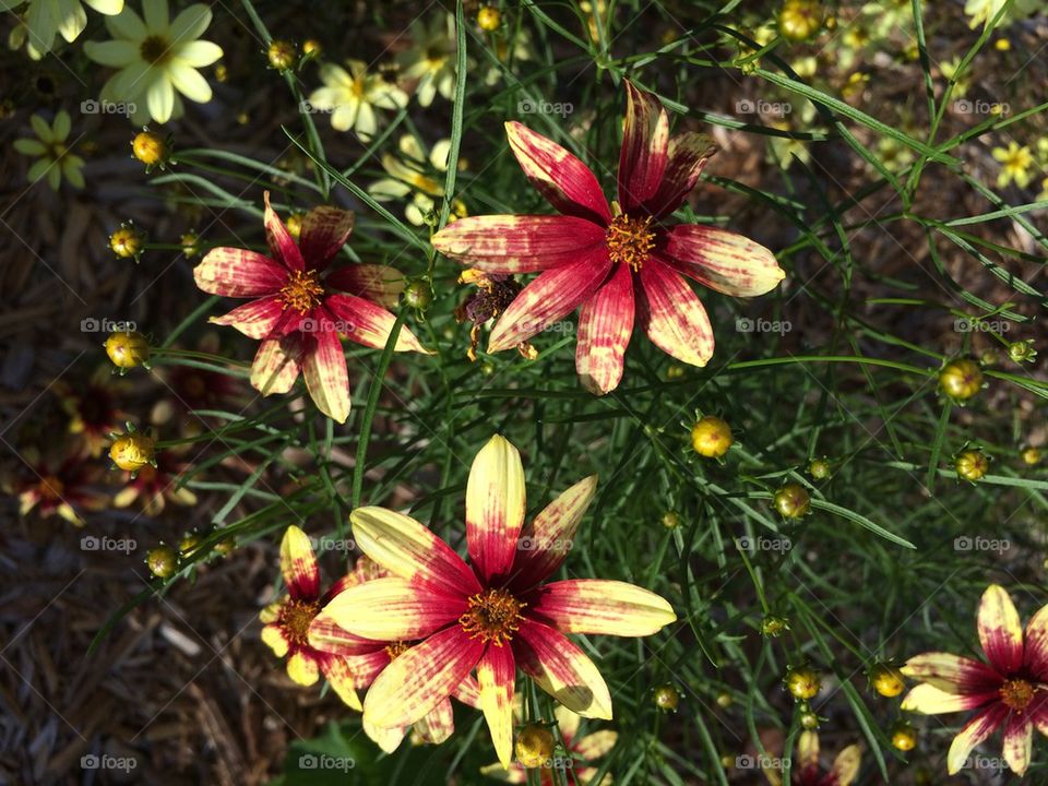 Trio of Indian paintbrush