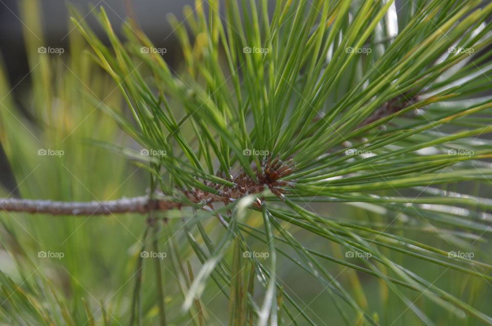 Close Up Of A Pinetree