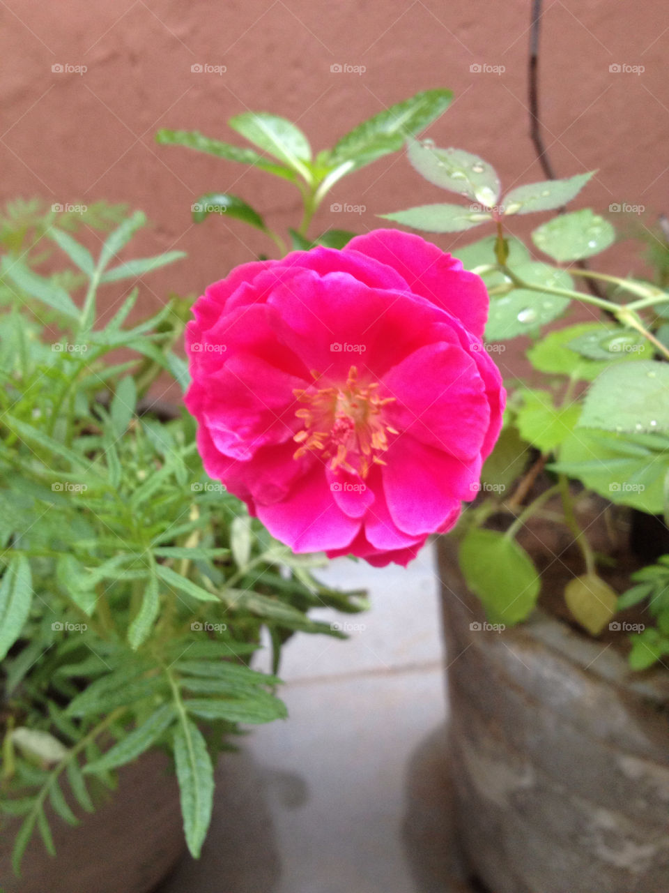 india rose morning-rose by kunaldaca
