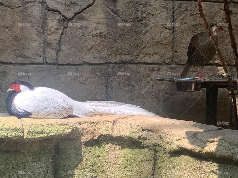 2 unique Birds sitting on rock