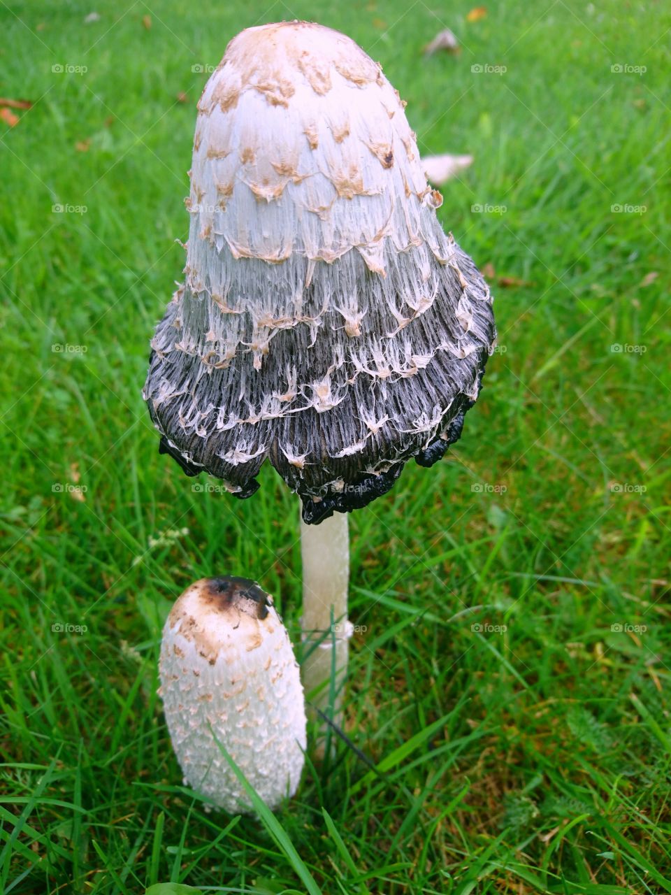 mushrooms in the wild