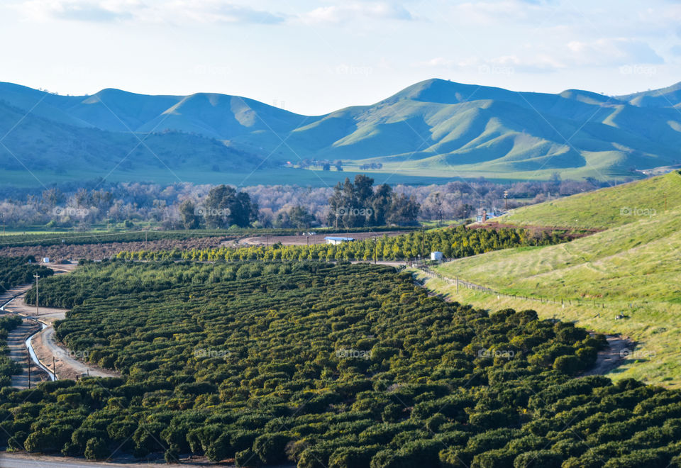 Citrus farm in a countryside